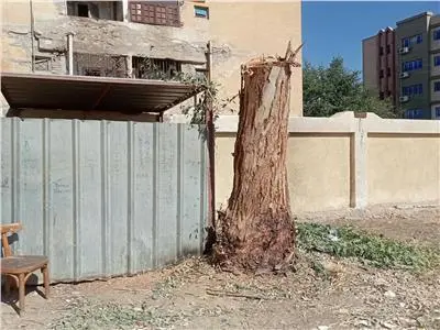 واقعة أشجار مدارس سوهاج